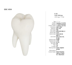 RACA CONP21AW Teeth Candle