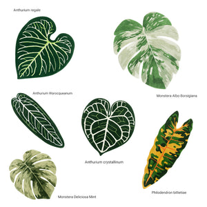 Miyake - Swiss cheese plant Rug